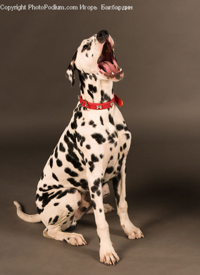 Animal, Canine, Dalmatian, Dog, Mammal, Pet