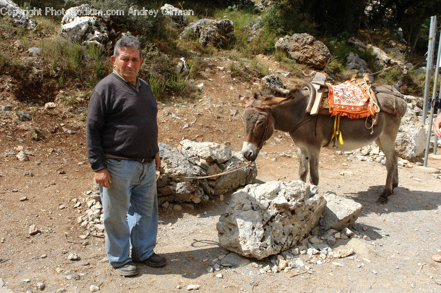 Human, People, Person, Animal, Donkey, Rubble, Outdoors