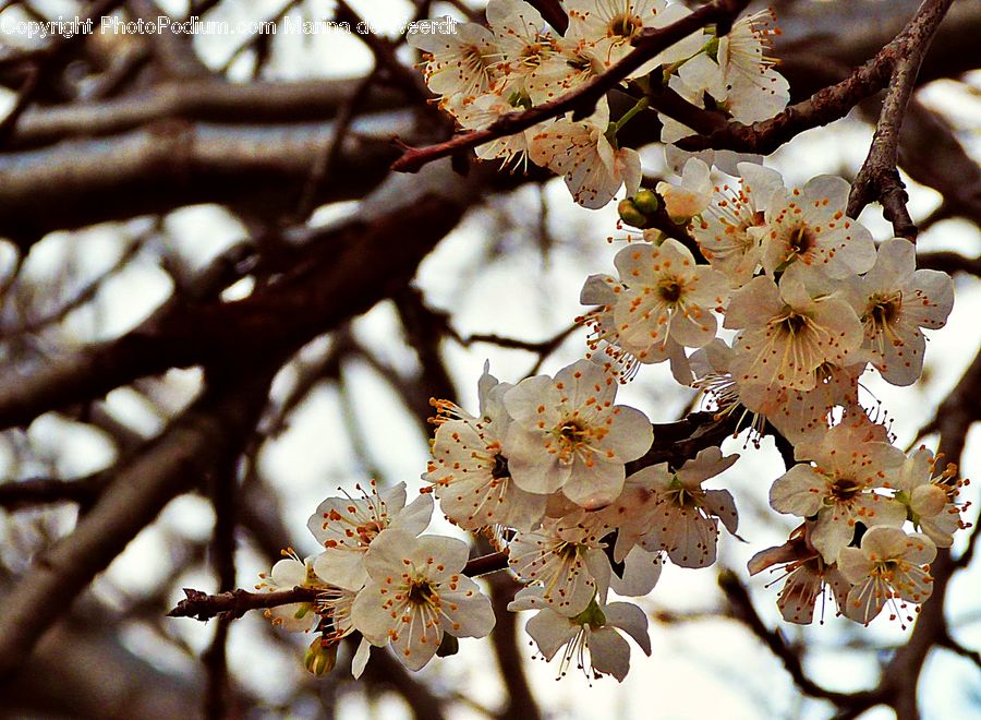 Blossom, Flora, Flower, Plant, Cherry Blossom, Anther, Petal