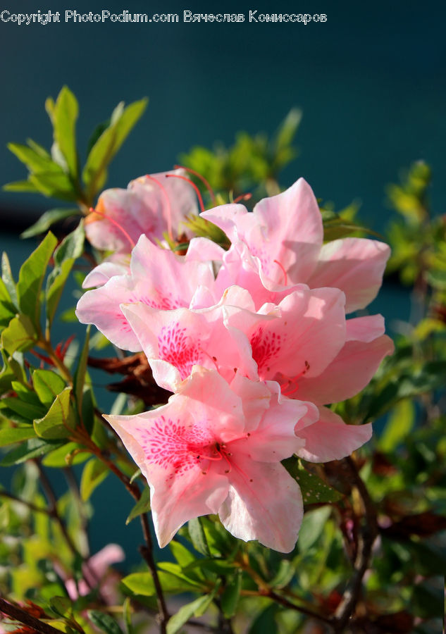 Blossom, Flora, Flower, Plant, Gladiolus, Geranium, Petal