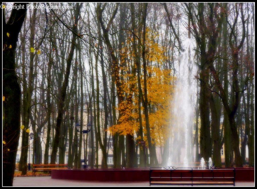 Fountain, Water, Birch, Tree, Wood, Forest, Vegetation