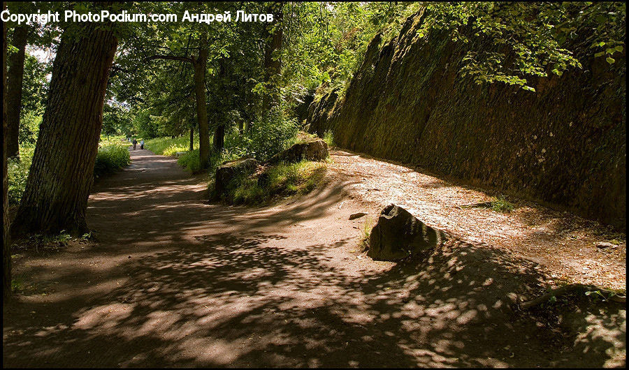 Dirt Road, Gravel, Road, Fir, Redwood, Tree, Wood