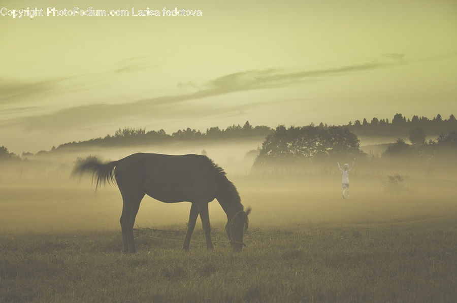 Animal, Colt Horse, Foal, Horse, Mammal, Silhouette