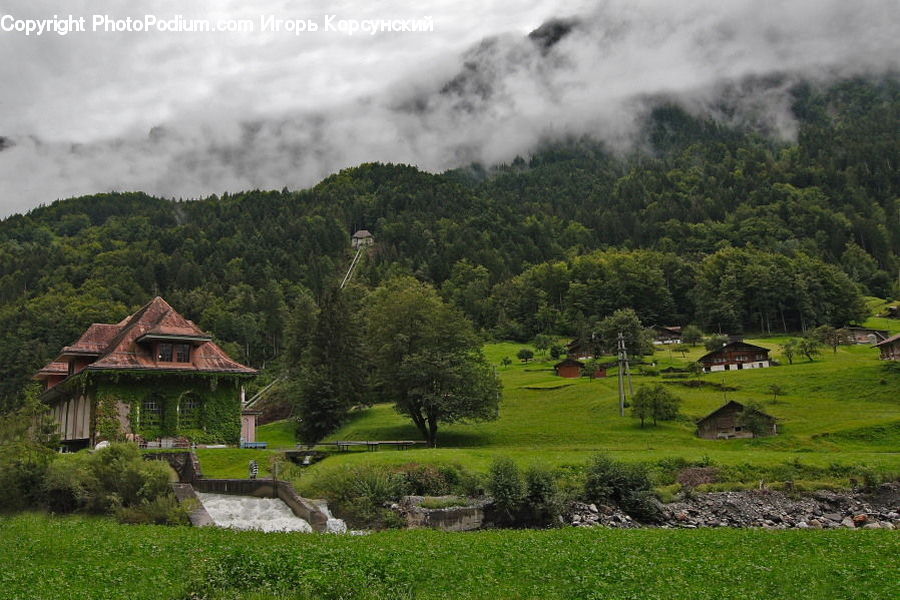 Building, Cottage, Housing, Hut, Shelter, Conifer, Fir
