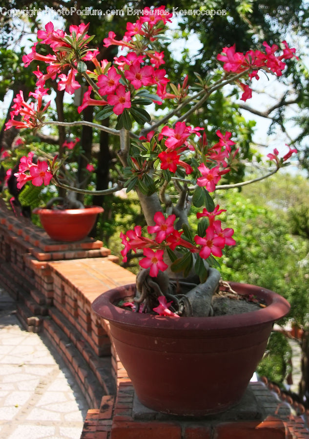 Plant, Potted Plant, Pot, Pottery, Bonsai, Tree, Blossom