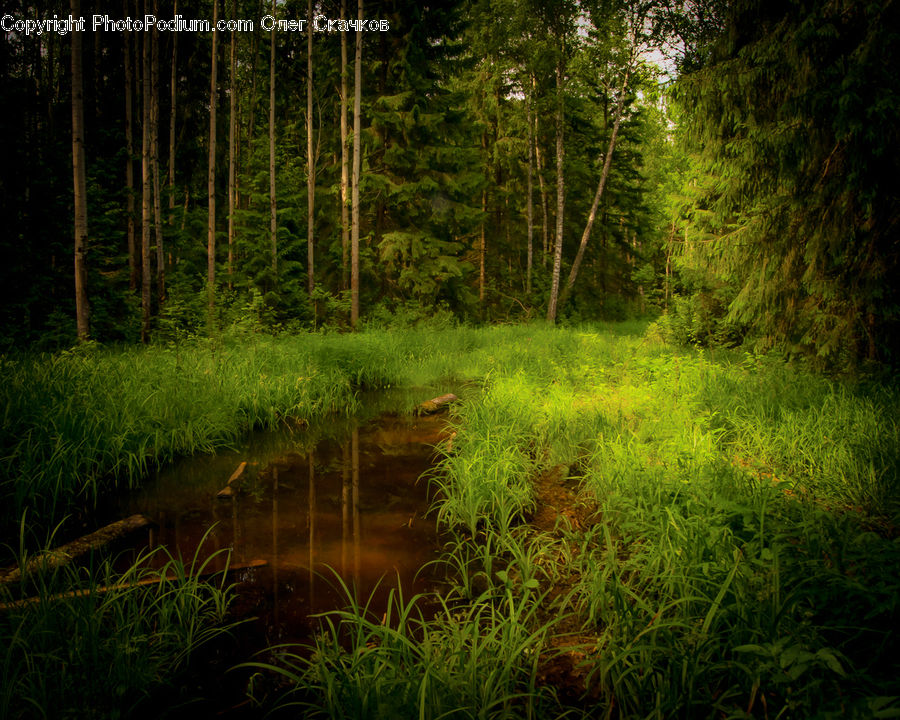 Field, Grass, Grassland, Plant, Forest, Vegetation, Reed