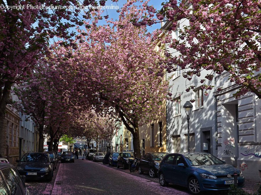 Automobile, Car, Vehicle, Sedan, Blossom, Cherry Blossom, Flower