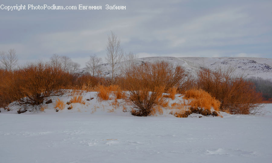 Field, Grass, Grassland, Plant, Bush, Vegetation, Dirt Road