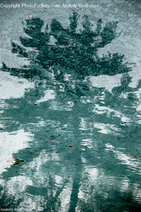 Conifer, Fir, Spruce, Wood, Pine, Aerial View, Plant