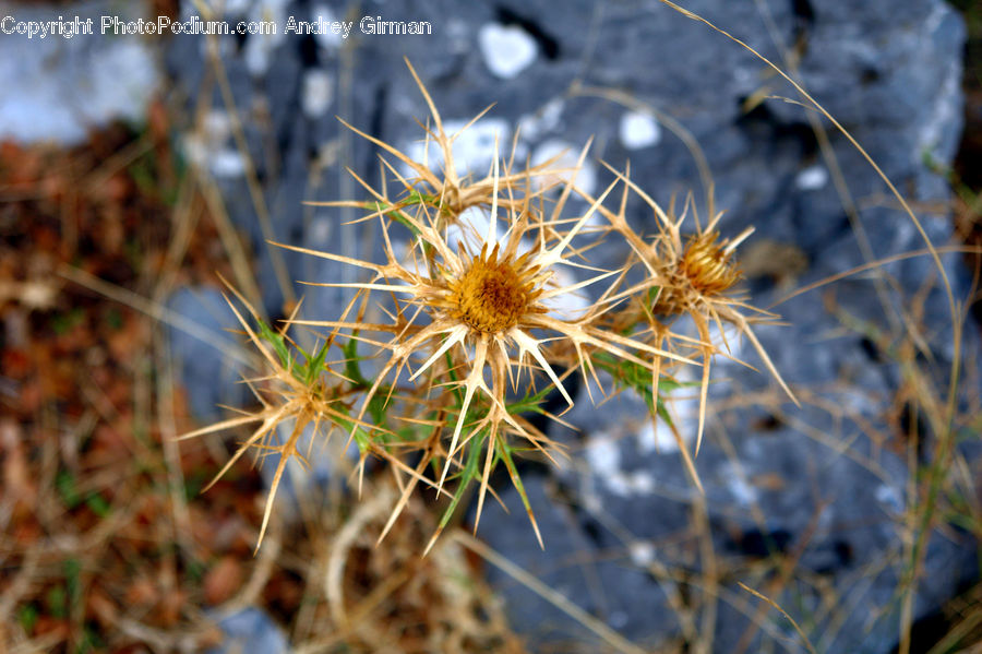 Dandelion, Flower, Plant, Blossom, Flora, Daisies, Daisy