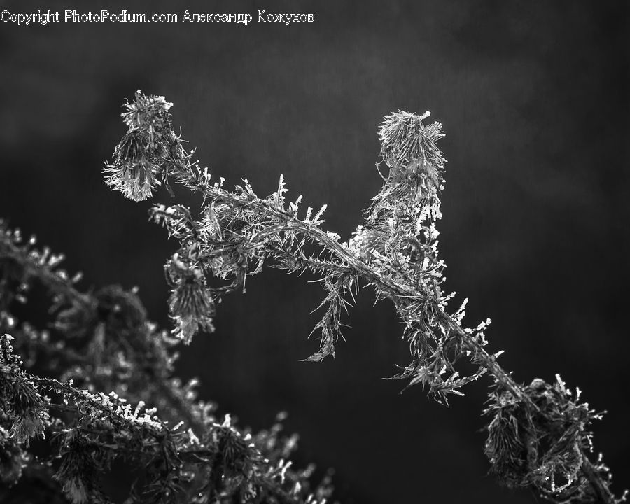 Frost, Ice, Outdoors, Snow, Conifer, Fir, Plant