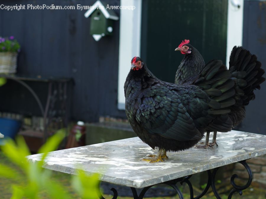 Chicken, Fowl, Hen, Poultry, Beak, Bird, Blackbird