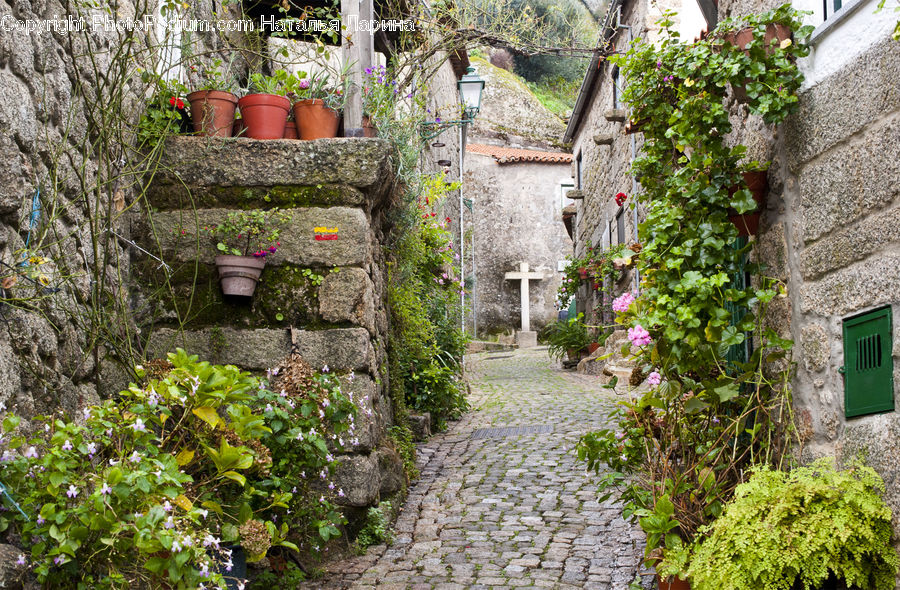 Pot, Pottery, Building, Cottage, Housing, Ivy, Plant
