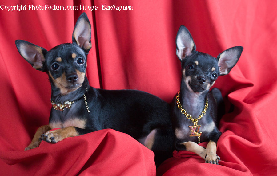 Animal, Canine, Chihuahua, Dog, Mammal, Pet