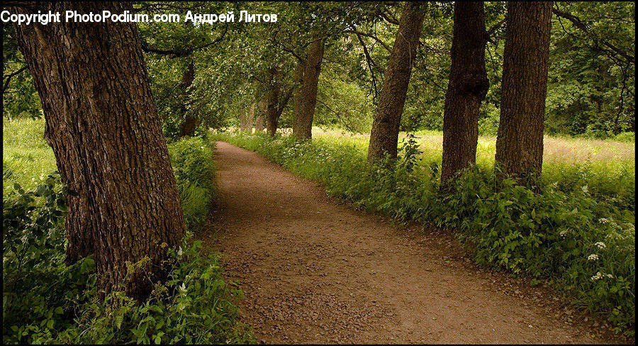 Path, Road, Walkway, Dirt Road, Gravel, Forest, Grove