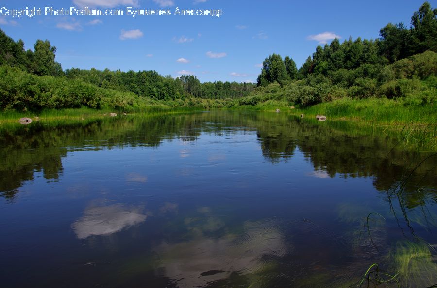 Algae, Outdoors, Pond, Water, Field, Grass, Grassland