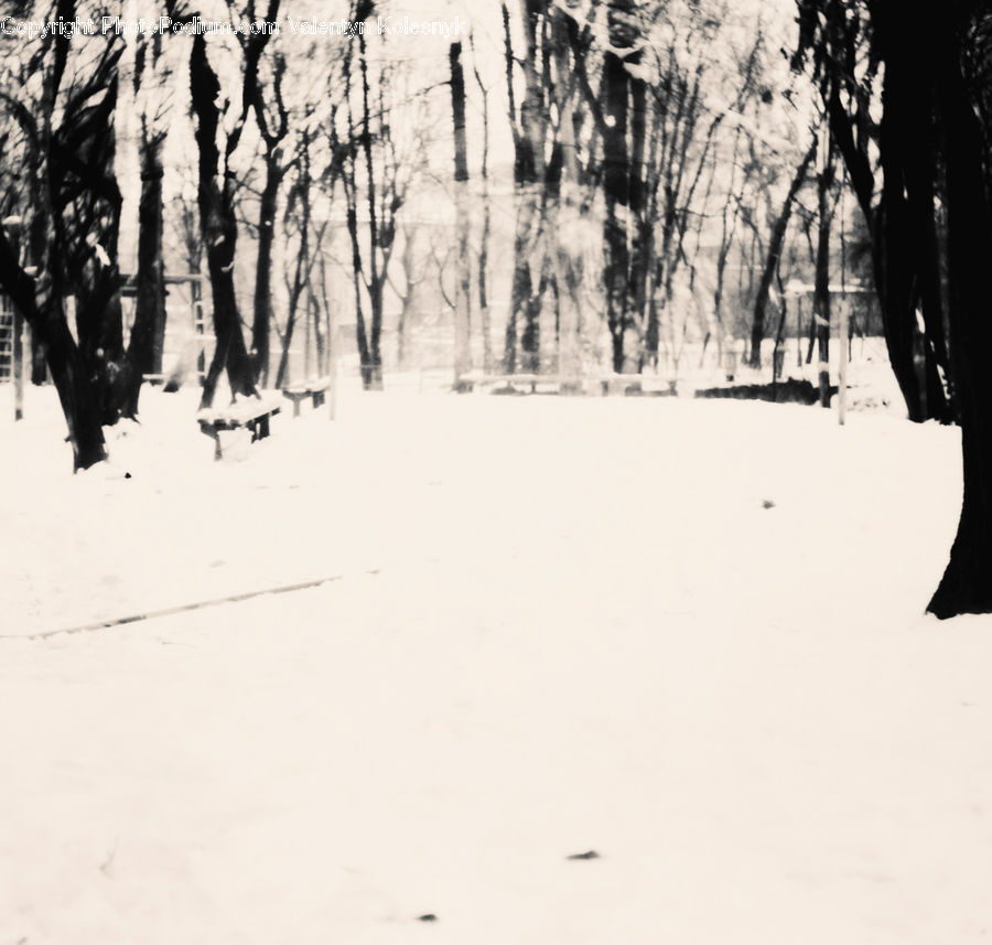 Ice, Outdoors, Snow, Plant, Tree, Oak, Wood