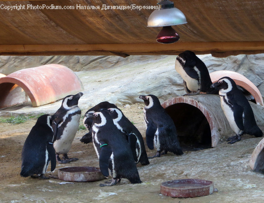 People, Person, Human, Bird, Penguin, Animal, Zoo