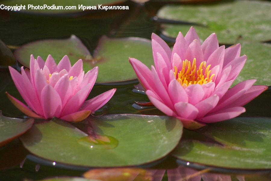 Flower, Lily, Plant, Pond Lily, Blossom, Flora, Dahlia