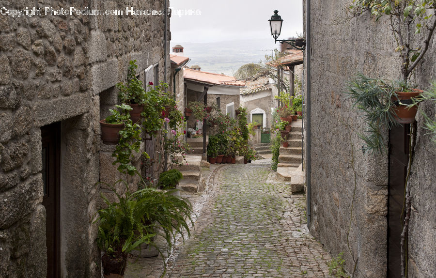 Plant, Potted Plant, Alley, Alleyway, Road, Street, Town