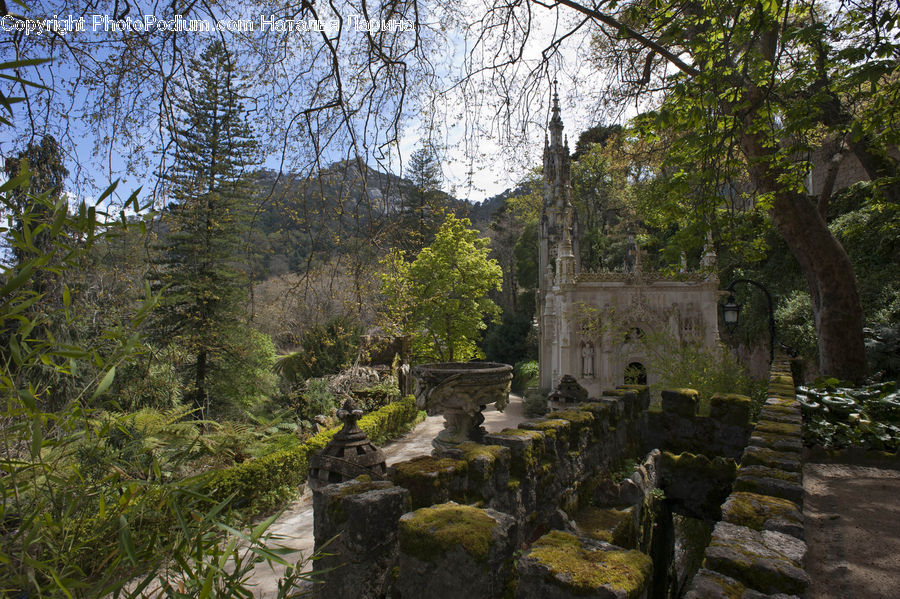 Ruins, Conifer, Fir, Plant, Tree, Cliff, Outdoors