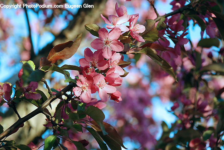Blossom, Cherry Blossom, Flower, Flora, Plant, Fruit, Grapes