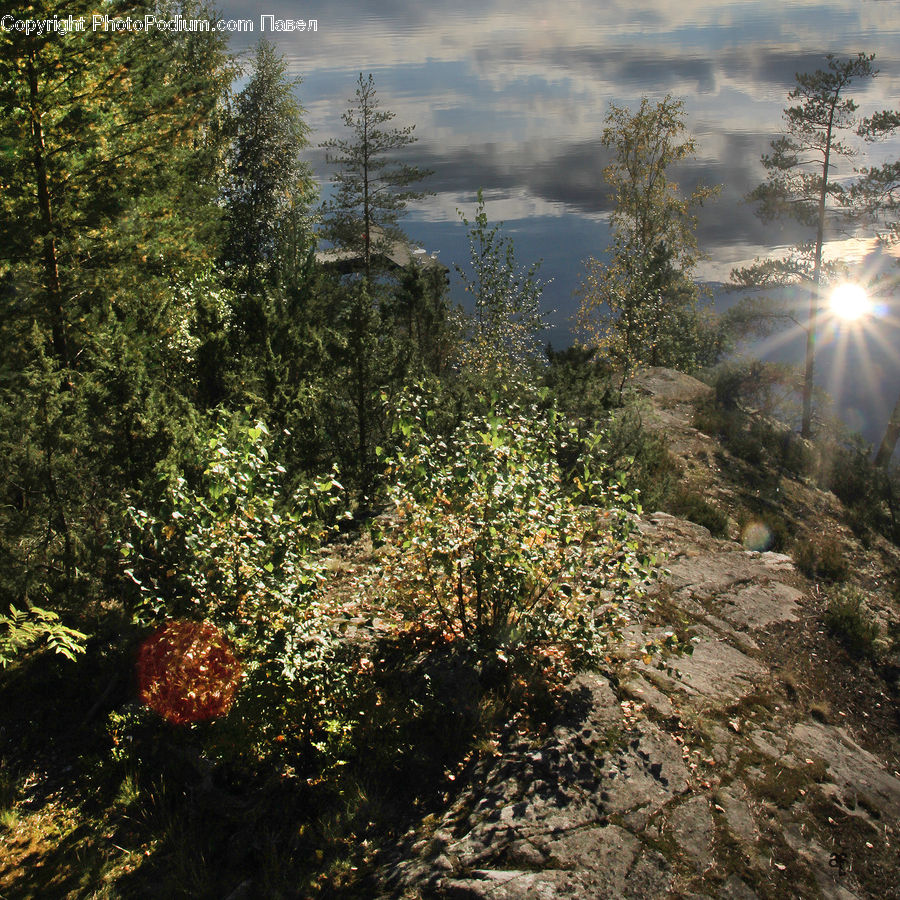 Bush, Plant, Vegetation, Conifer, Fir, Tree, Flare