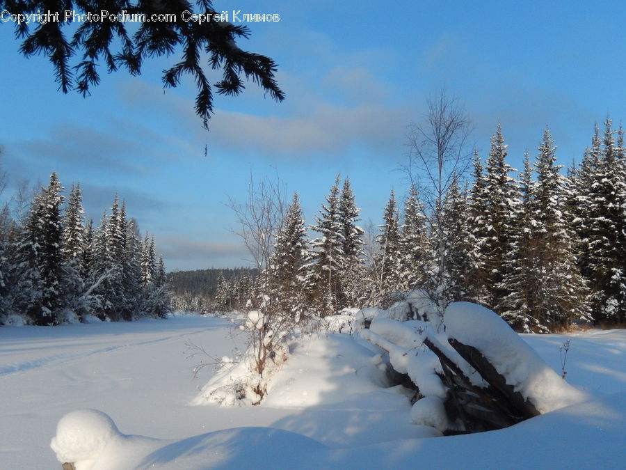 Conifer, Fir, Plant, Tree, Pine, Spruce, Wood