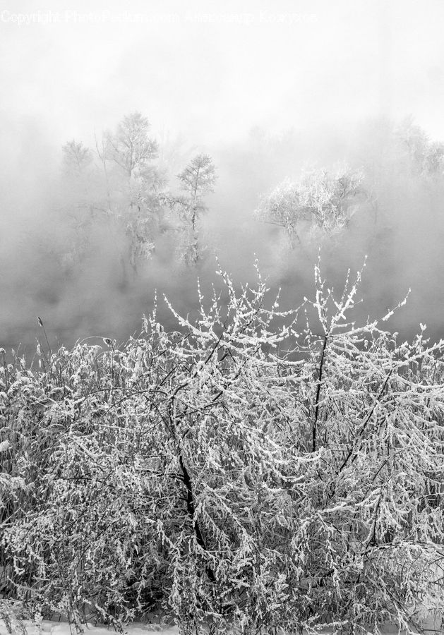 Frost, Ice, Outdoors, Snow, Blossom, Flora, Flower