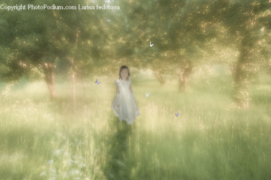 Fog, Mist, Outdoors, Field, Grass, Grassland, Plant