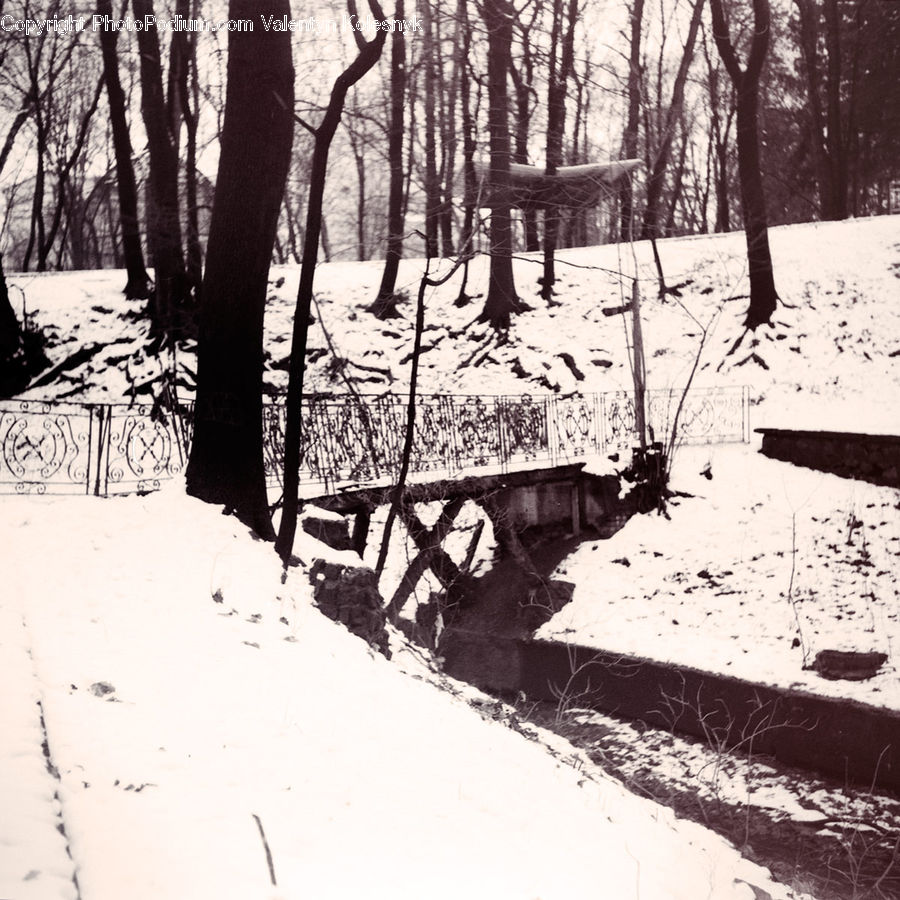 Bench, Forest, Vegetation, Plant, Tree, Ice, Outdoors
