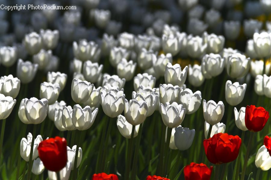Blossom, Flora, Flower, Plant, Tulip