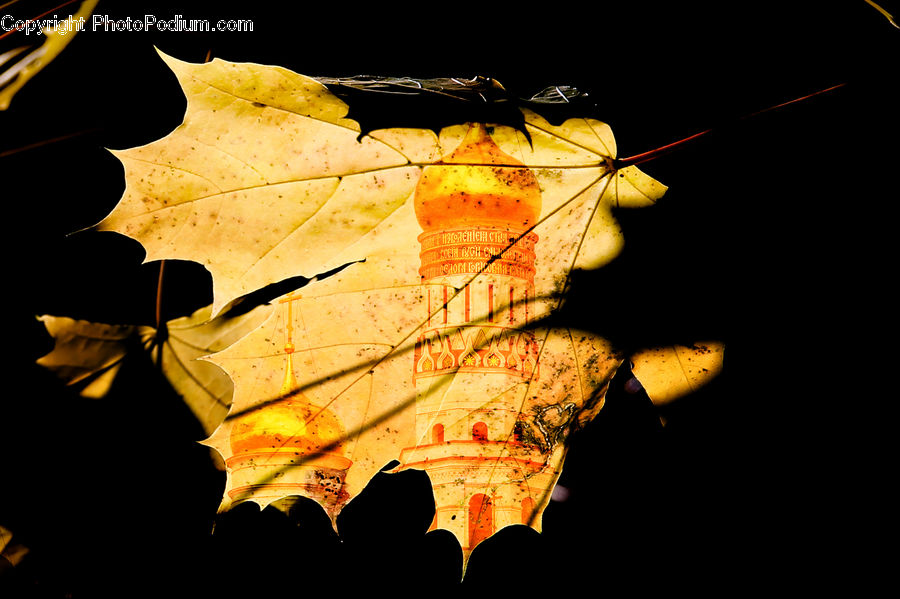 Maple, Maple Leaf, Plant, Leaf, Veins, Tree, Wood