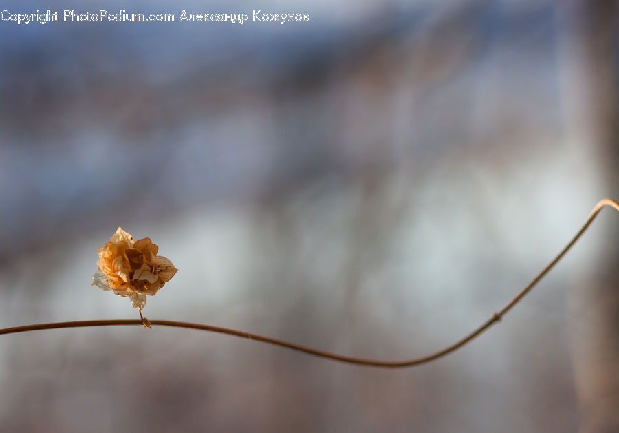 Plant, Weed, Blossom, Flora, Flower, Maple, Maple Leaf