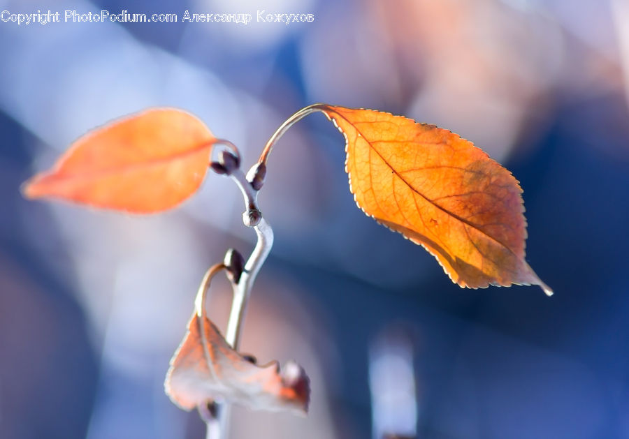 Accessories, Plant, Blossom, Flora, Flower, Maple, Maple Leaf