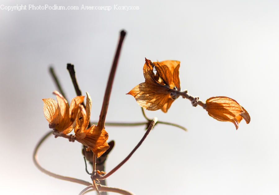 Butterfly, Insect, Invertebrate, Cockroach, Anther, Flower, Petal