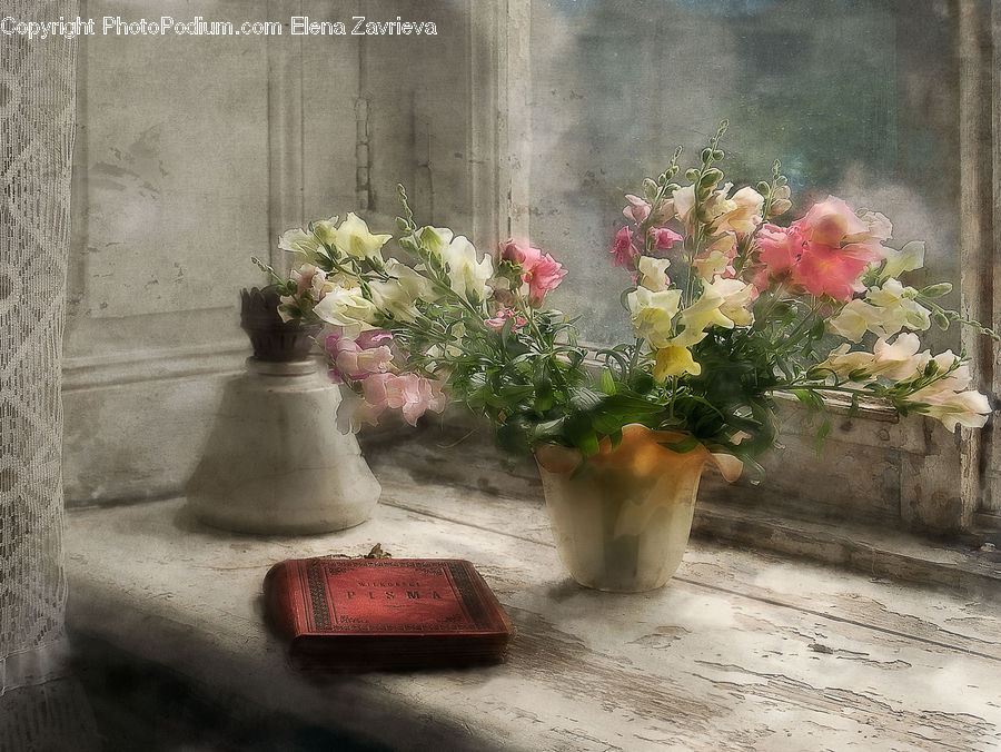 Plant, Potted Plant, Bonsai, Tree, Pot, Pottery, Flower