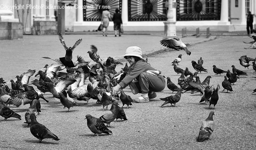 Bird, Pigeon, People, Person, Human, Alley, Alleyway