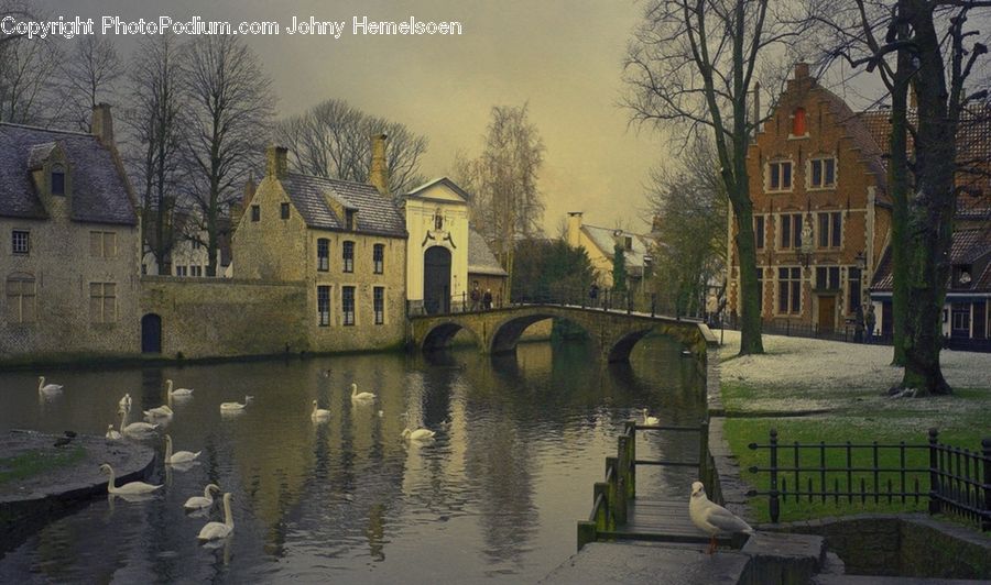 Bird, Pigeon, Canal, Outdoors, River, Water, Plant