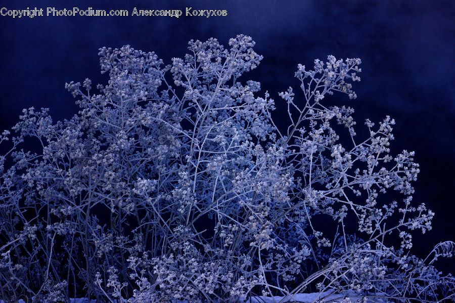 Frost, Ice, Outdoors, Snow, Landscape, Nature, Scenery