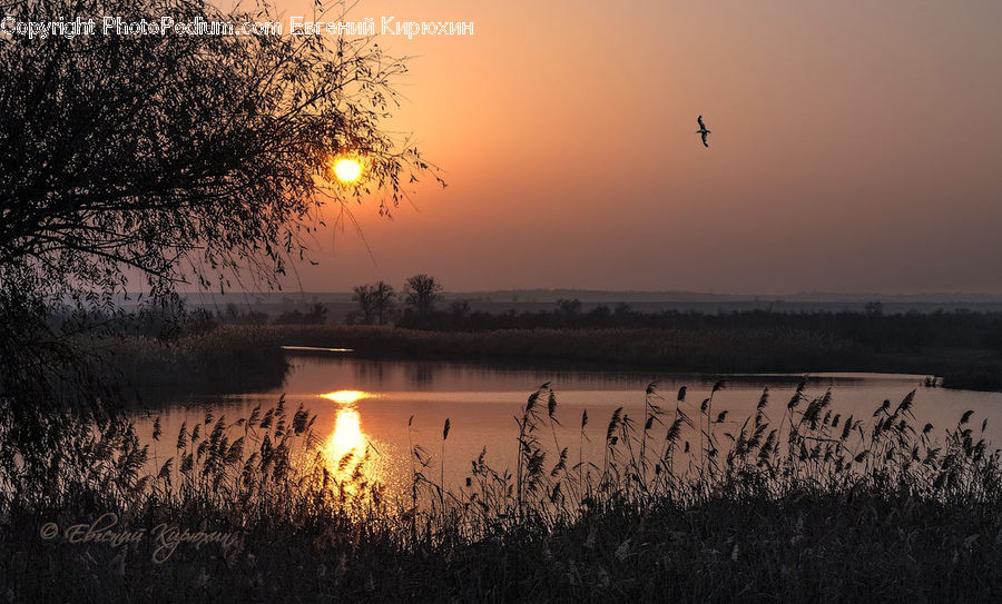 Dawn, Dusk, Sky, Sunrise, Sunset, Field, Grass