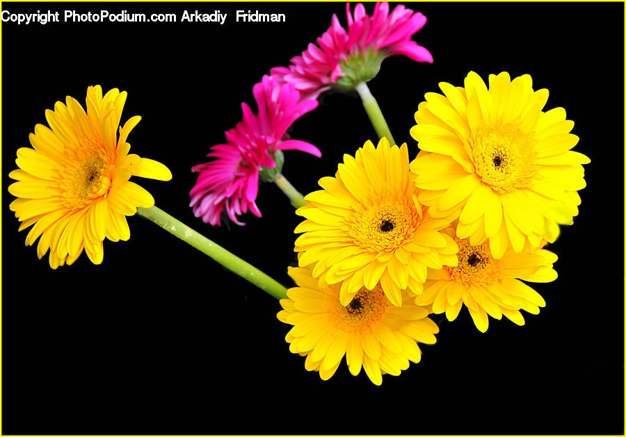 Blossom, Flora, Flower, Plant, Daisies, Daisy, Dahlia