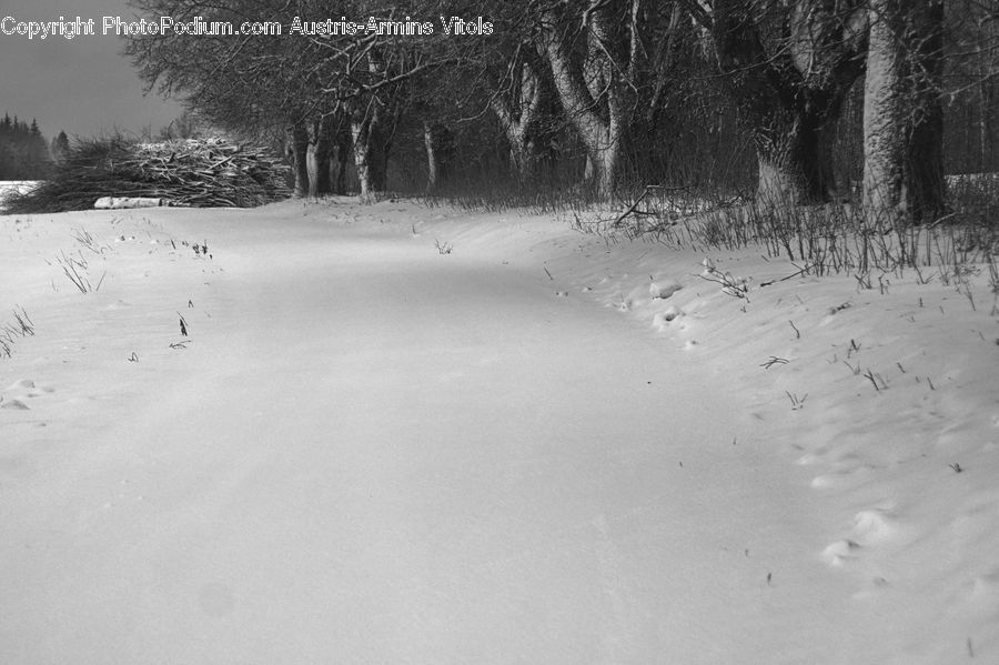 Ice, Outdoors, Snow, Sand, Soil, Forest, Vegetation