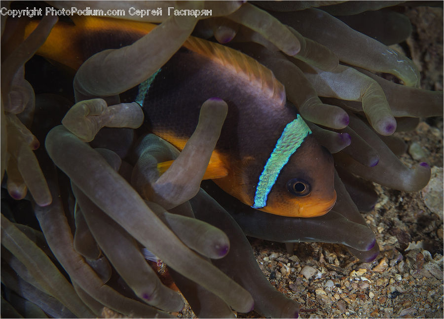 Invertebrate, Sea Anemone, Sea Life, Coral Reef, Outdoors, Reef, Sea