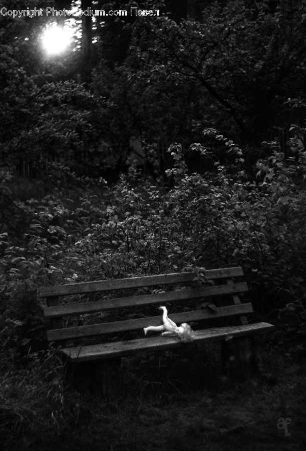 Bird, Seagull, Bench, Dock, Landing, Pier, Outdoors