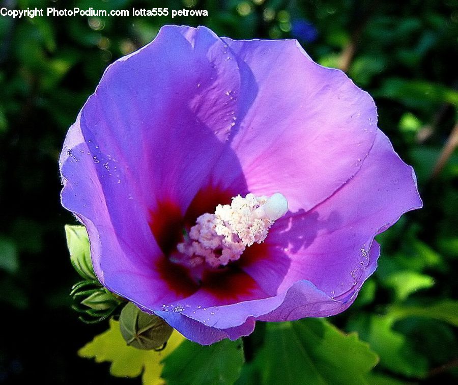Blossom, Flora, Flower, Plant, Peony, Petal, Anther