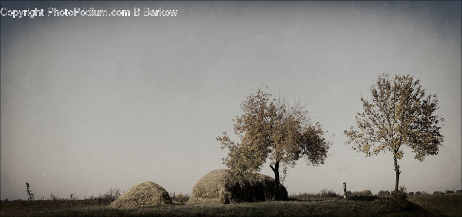 Plant, Tree, Grassland, Mound, Dirt Road, Gravel, Road