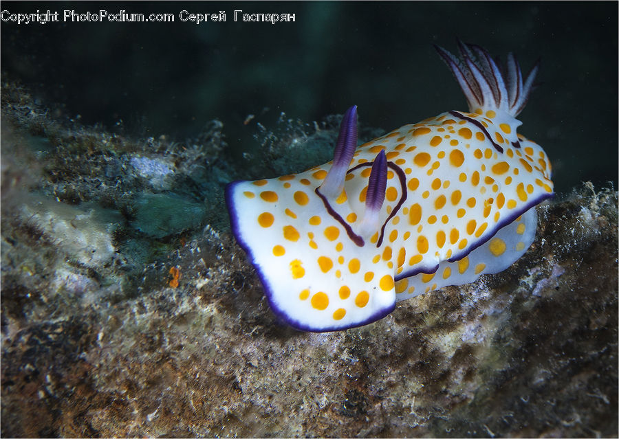 Coral Reef, Outdoors, Reef, Sea, Sea Life, Water, Fish