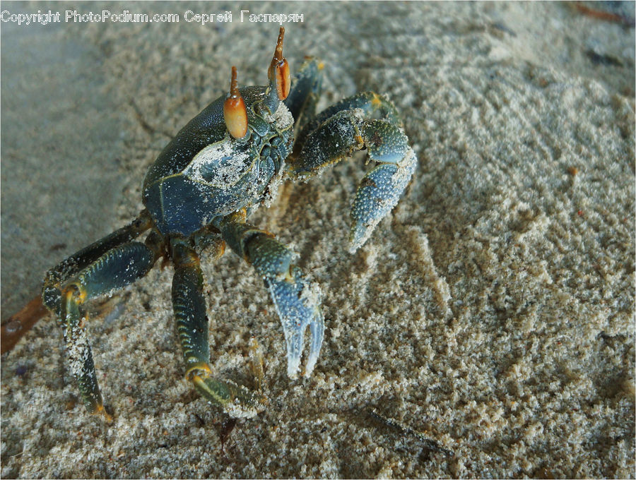 Crab, Invertebrate, Sea Life, Seafood, Crawdad, Soil