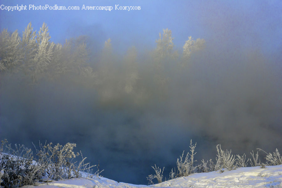 Frost, Ice, Outdoors, Snow, Conifer, Fir, Pine